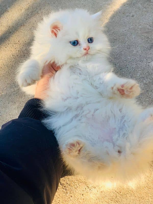 Persian Kitten Pure. 2