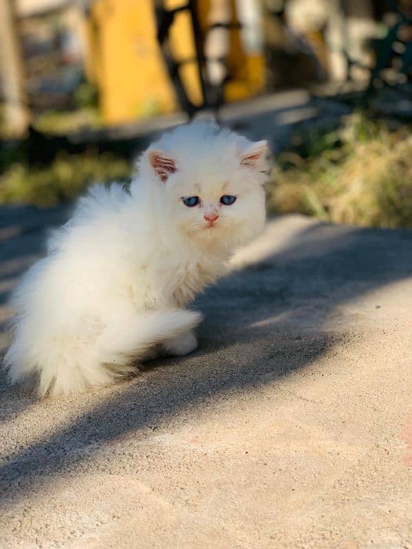 Persian Kitten Pure. 3