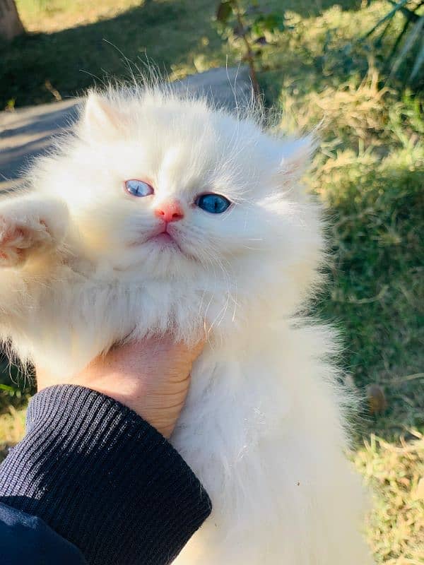 Persian Kitten Pure. 4