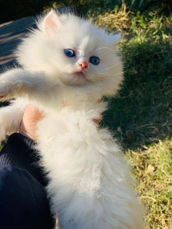 Persian Kitten Pure. 5