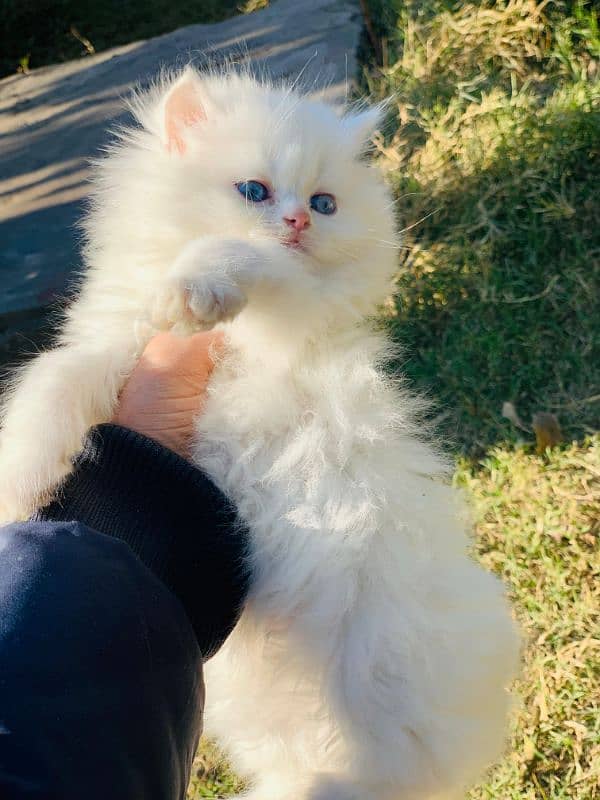 Persian Kitten Pure. 6