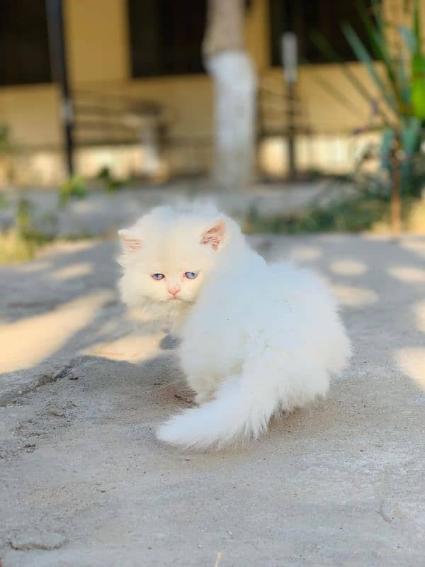 Persian Kitten Pure. 8