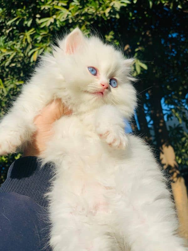 Persian Kitten Pure. 9