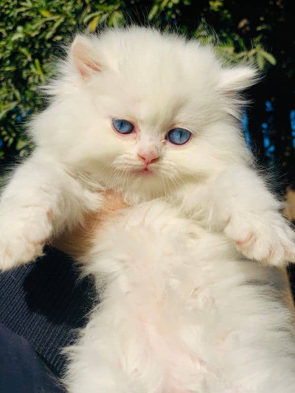 Persian Kitten Pure. 10