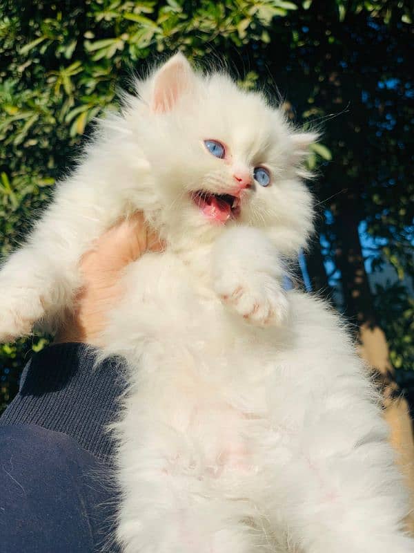 Persian Kitten Pure. 11