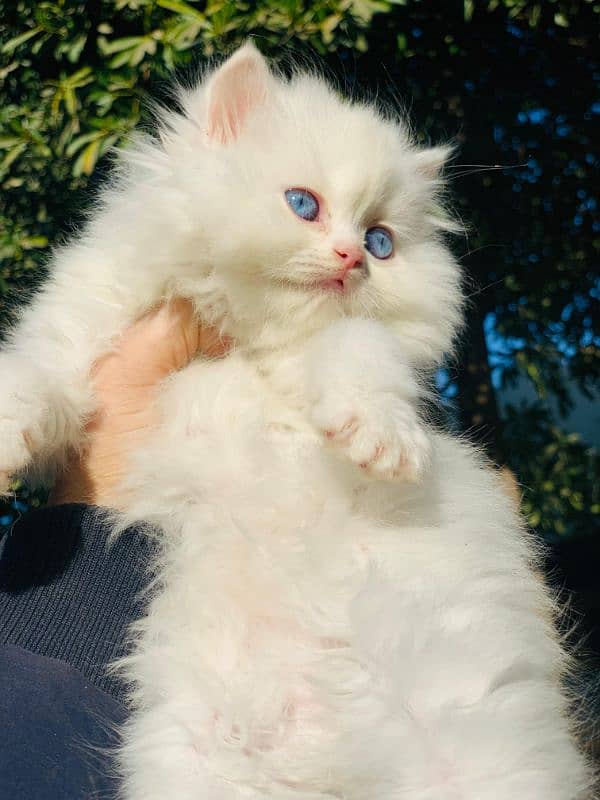 Persian Kitten Pure. 12