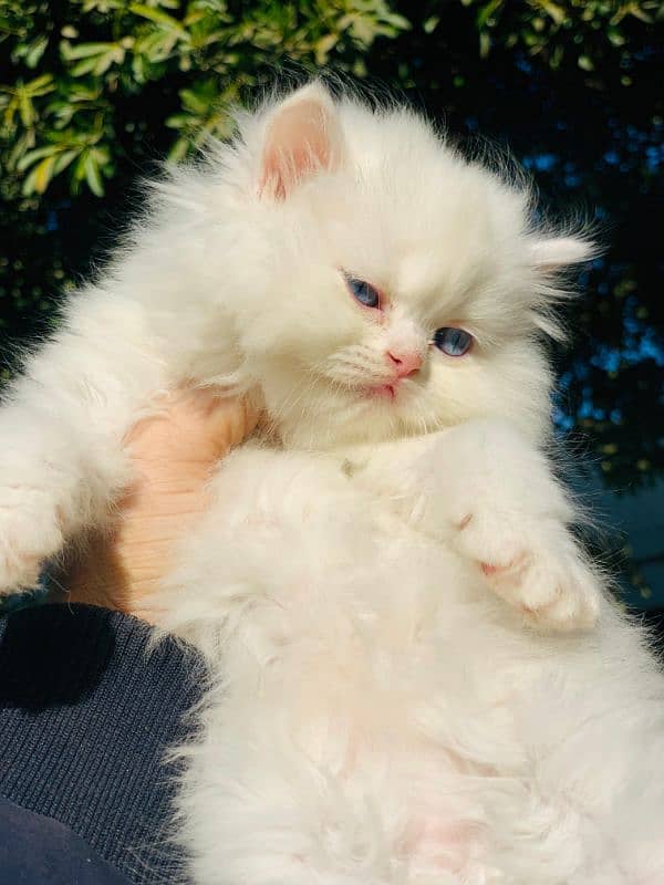 Persian Kitten Pure. 13