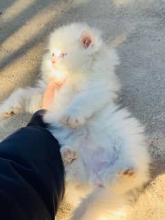 Persian Kitten Pure.