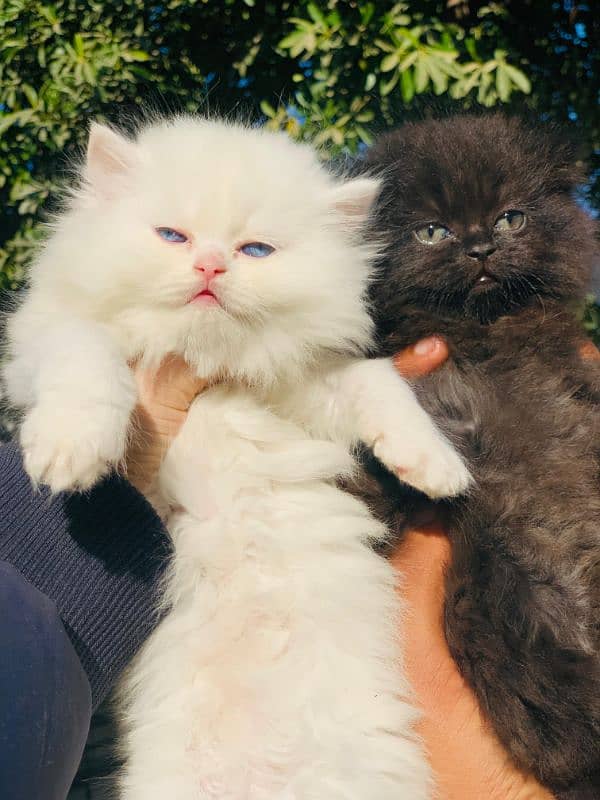 Persian Kitten Pure. 16