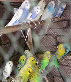 Budgie