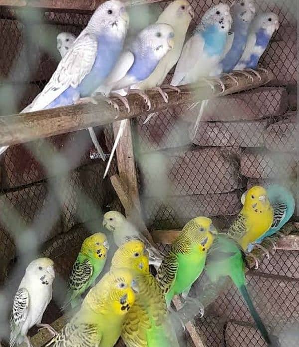 Budgie Parrots 0