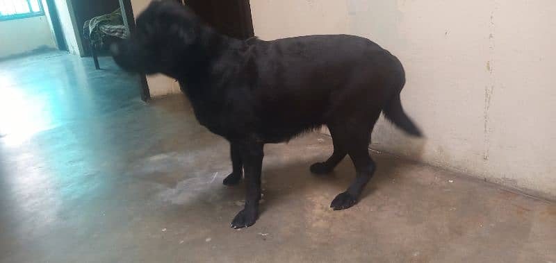 labrador female pedigree bredder microchip 1