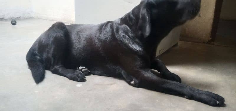 labrador female pedigree bredder microchip 2