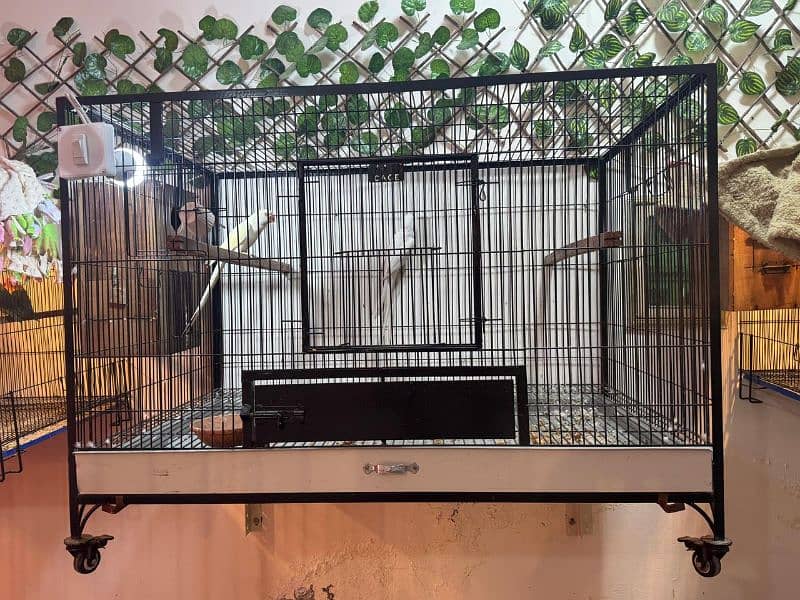 cage Big birds raw ringneck African Gray 0