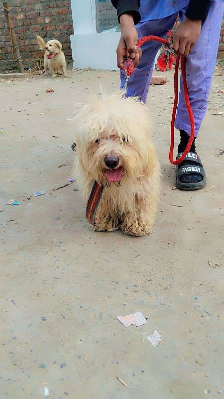 poodle male and Maltees Russian female breader 0