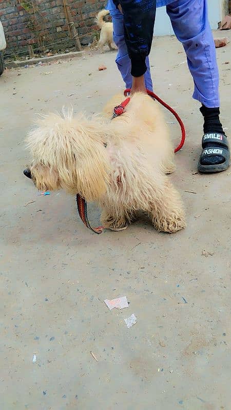 poodle male and Maltees Russian female breader 7