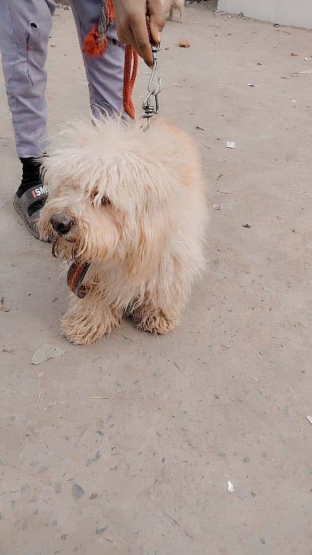 poodle male and Maltees Russian female breader 8