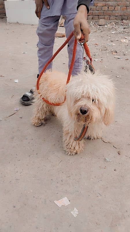 poodle male and Maltees Russian female breader 10