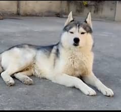 husky dog 1year age