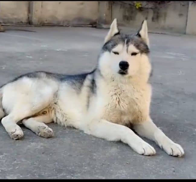 husky dog 1year age 0