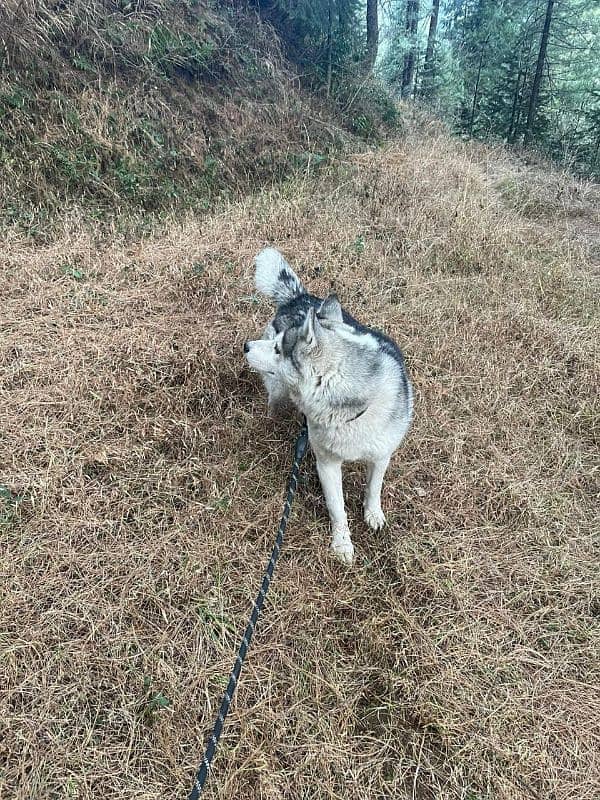 husky dog 1year age 2