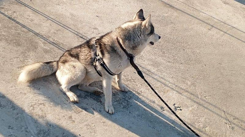 husky dog 1year age 4