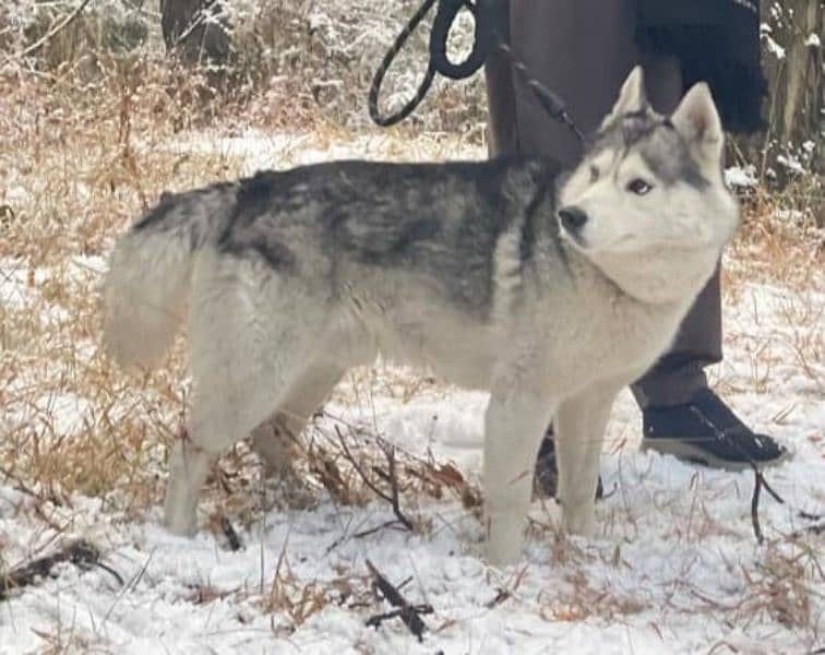 husky dog 1year age 5