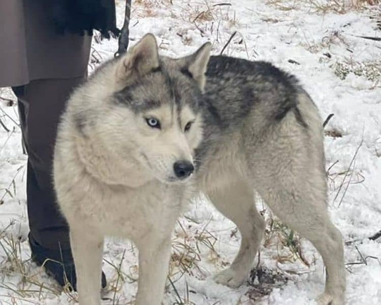 husky dog 1year age 6