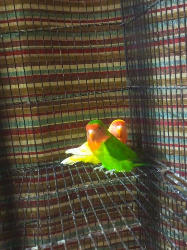 love bird 0