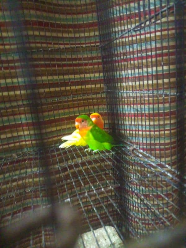 love bird 1