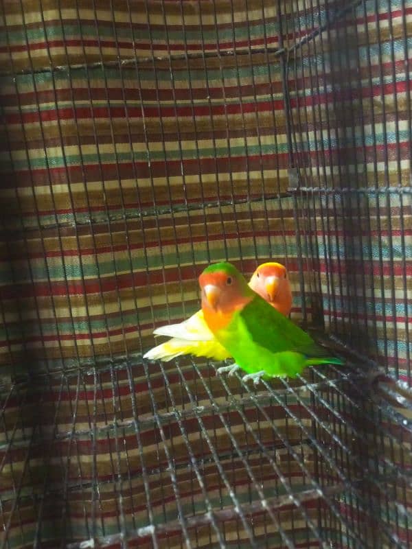 love bird 2