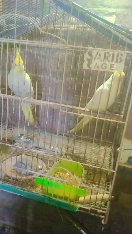 cocktail and love birds breeder pair with cage and with chicks 0