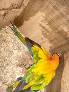 Sun conure & pineapple conures bonded breeder pairs