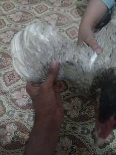 aseel hens contact 03122217943 only WhatsApp