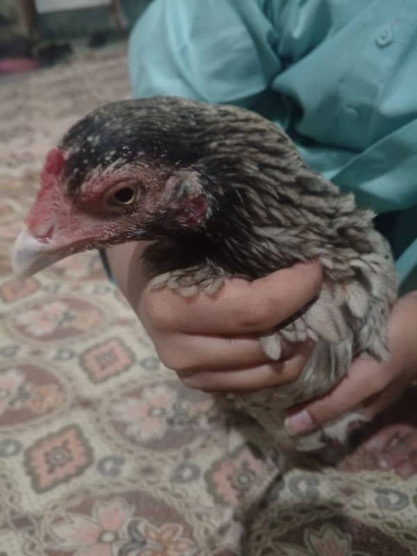 aseel hens contact 03122217943 only WhatsApp 2