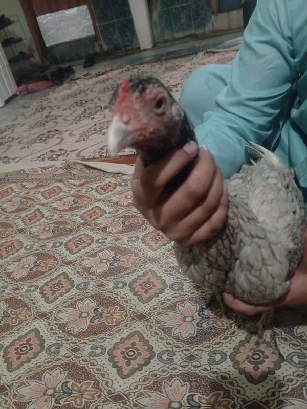 aseel hens contact 03122217943 only WhatsApp 3