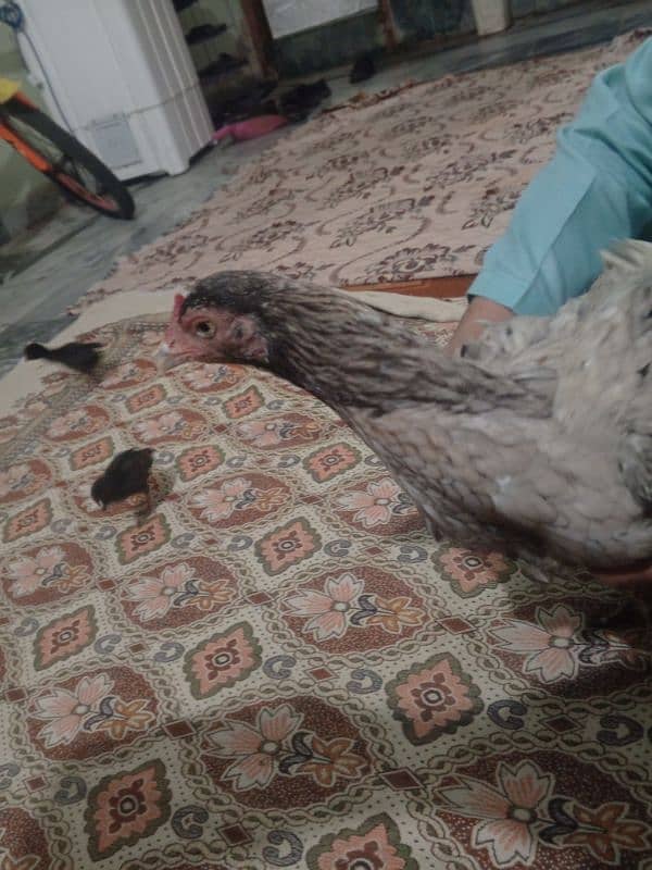 aseel hens contact 03122217943 only WhatsApp 4