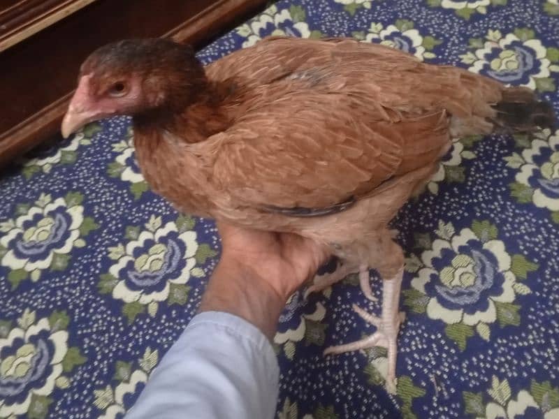 aseel hens contact 03122217943 only WhatsApp 5