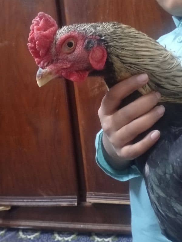 aseel hens contact 03122217943 only WhatsApp 7