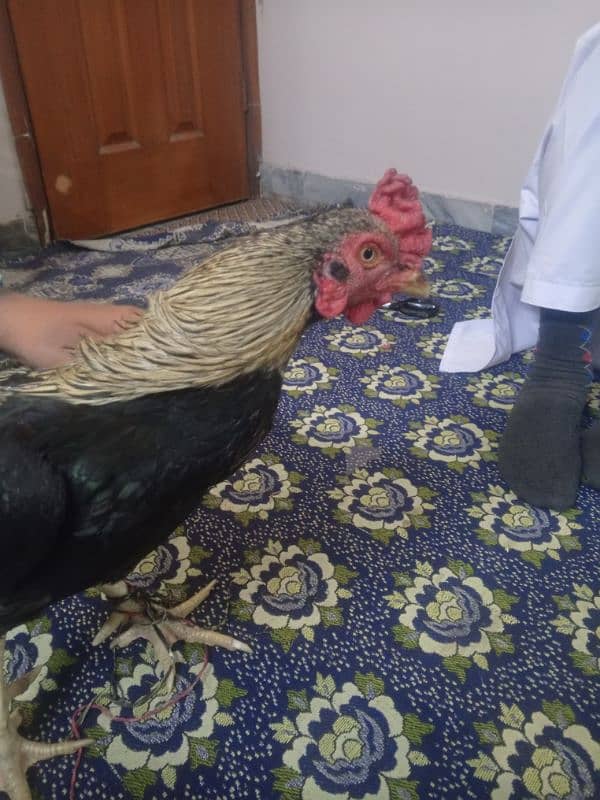 aseel hens contact 03122217943 only WhatsApp 9