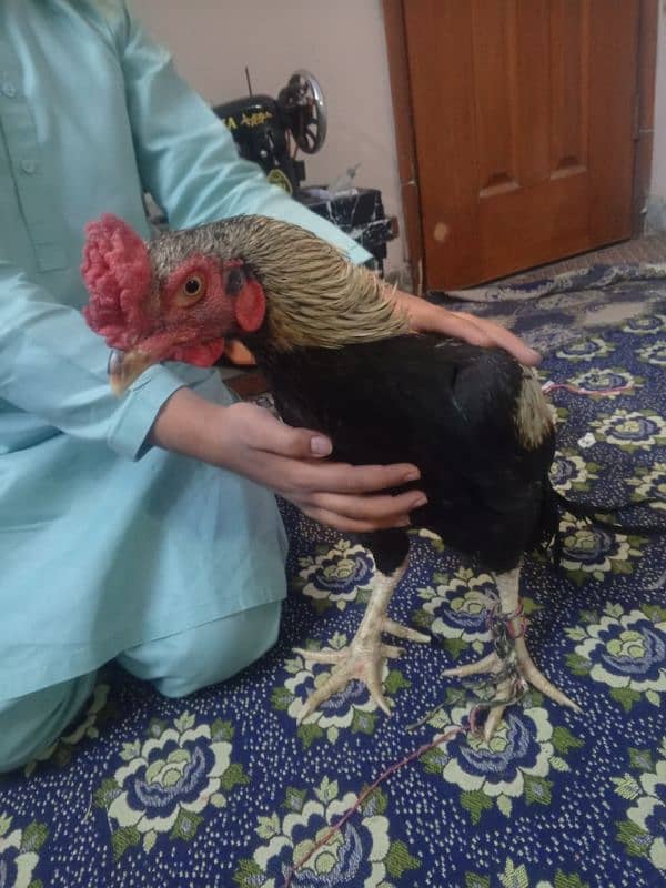 aseel hens contact 03122217943 only WhatsApp 10