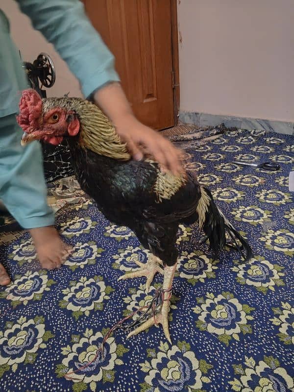 aseel hens contact 03122217943 only WhatsApp 11