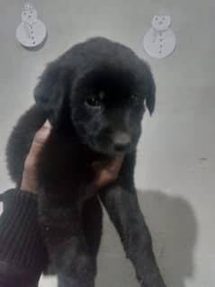 Labrador  male puppies available high quality puppies *0307*9540261*