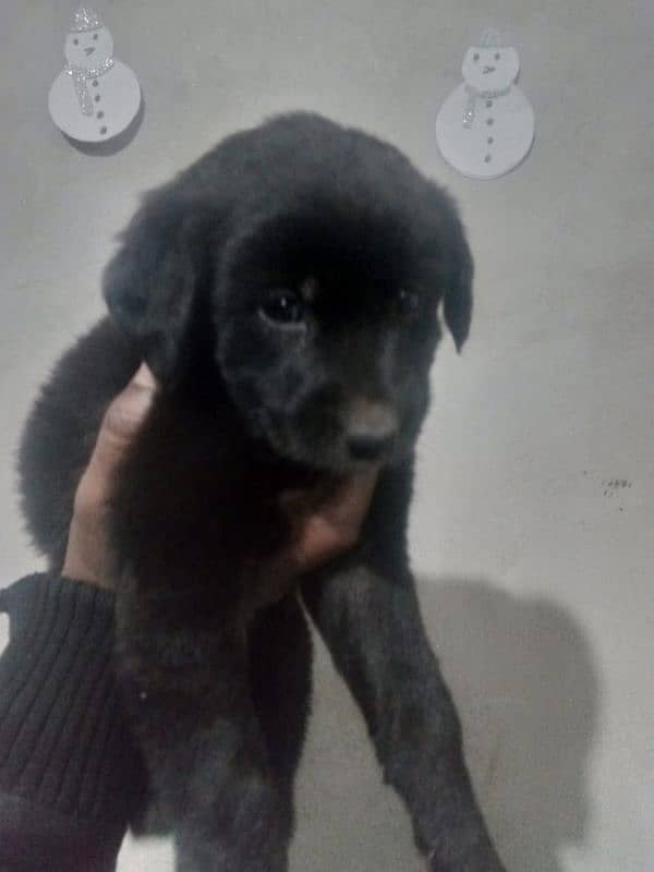 Labrador  male puppies available high quality puppies *0307*9540261* 0