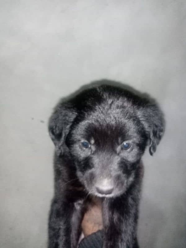 Labrador  male puppies available high quality puppies *0307*9540261* 1