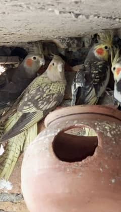 common Greey and common White cocktail parrots