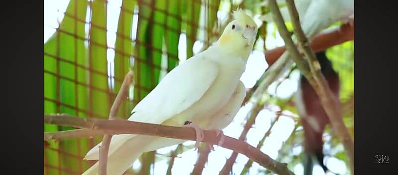 common Greey and common White cocktail parrots 6