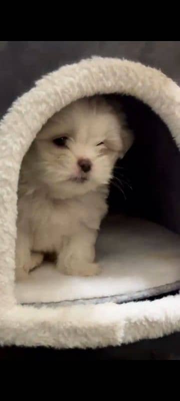 shihtzu toy breed little puppy imported bloodline 2