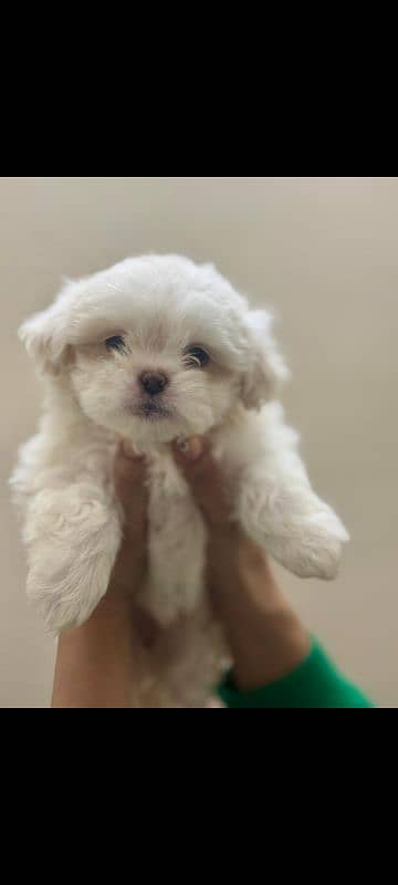 shihtzu toy breed little puppy imported bloodline 1