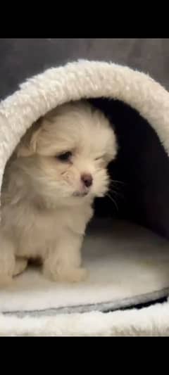 shihtzu toy breed little puppy imported bloodline